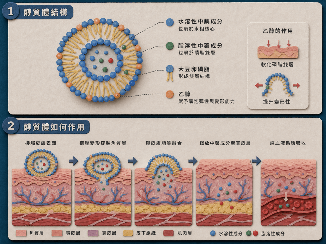 納米醇質體載藥技術示意圖:以磷脂及乙醇形成可變形囊泡,用於研究經皮遞送